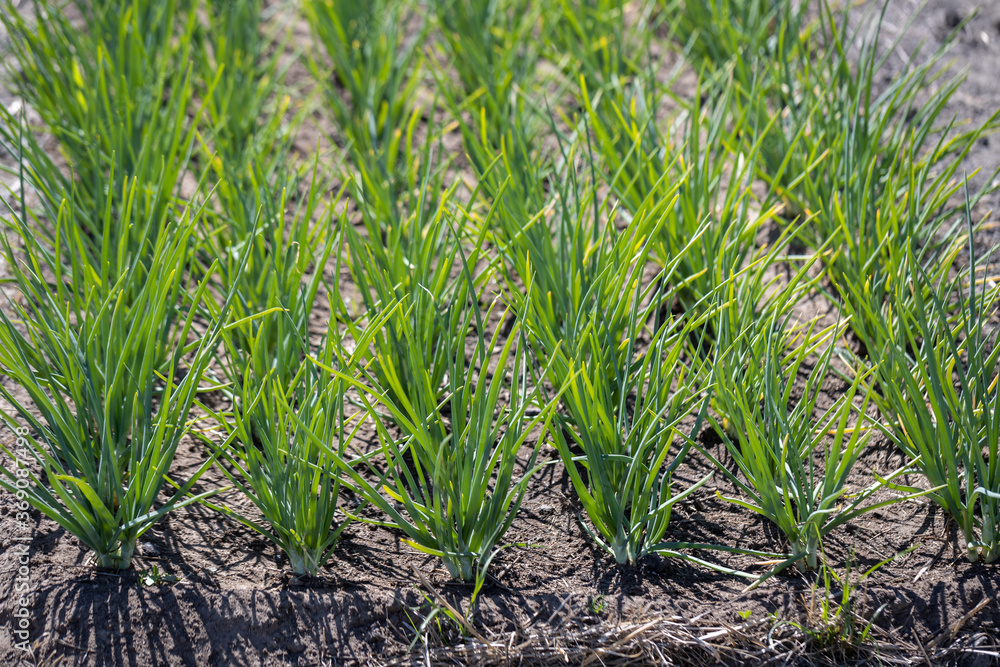 Obraz premium Smooth rows of onions turn green in the garden bed.