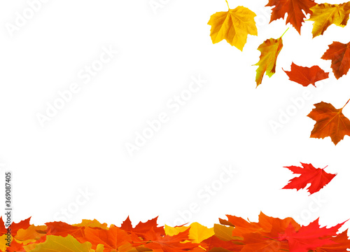 isolated maple leaves on the white background