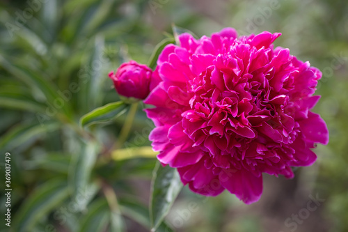 Close-up of a large bud of purple peony.