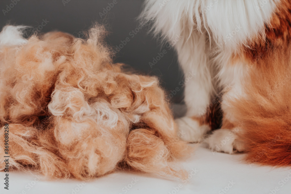 A pile of long ginger cat hair copy space. Molting of pets. A pile of long ginger cat hair copy space. Molting of pets.