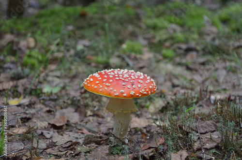  fly agaric with red hat in the wild forest