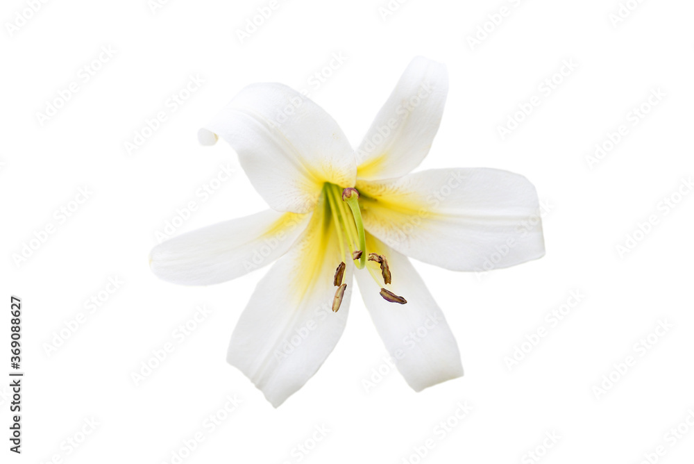 Fototapeta premium white lily flower isolated on white background