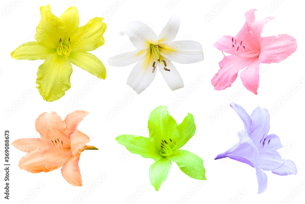 set of lily flowers isolated on white set of lily flowers isolated on white