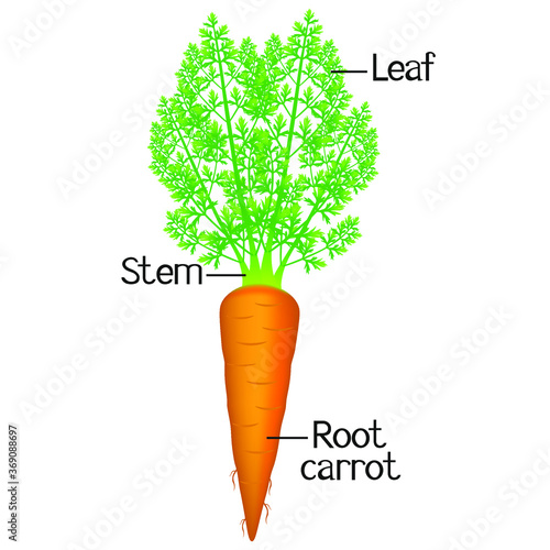 The illustration shows part of the carrot plant.
