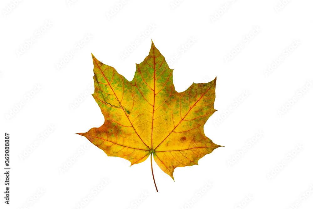 One yellow maple leaf isolated on a white background One yellow maple leaf isolated on a white background