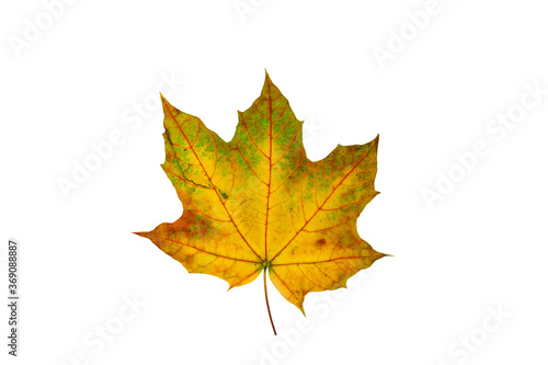Wallpaper Mural One yellow maple leaf isolated on a white background Torontodigital.ca