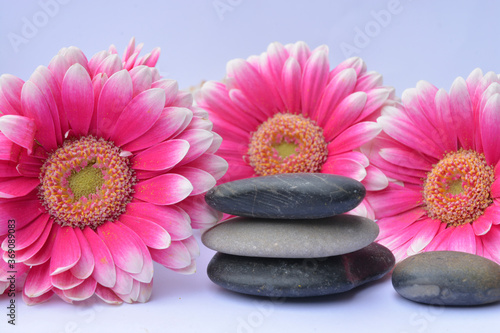 Detail of pink Bouquet gerber daisy flowers with piled up pebbles stones on a white empty copy space background