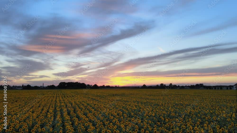 Breathtaking view of drone flying around the sunflower field with beautiful colors of sky at golden hour. Location for movie and song production. Breathtaking view of drone flying around the sunflower field with beautiful colors of sky at golden hour. Location for movie and song production.