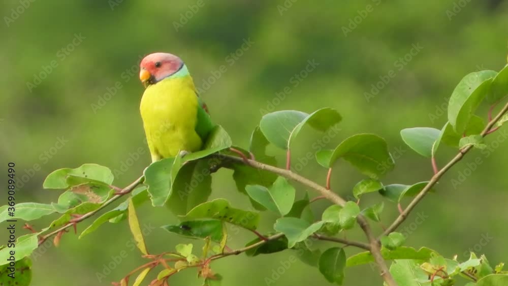 Red head parrot Uhd 4k mp4 . Red head parrot Uhd 4k mp4 .