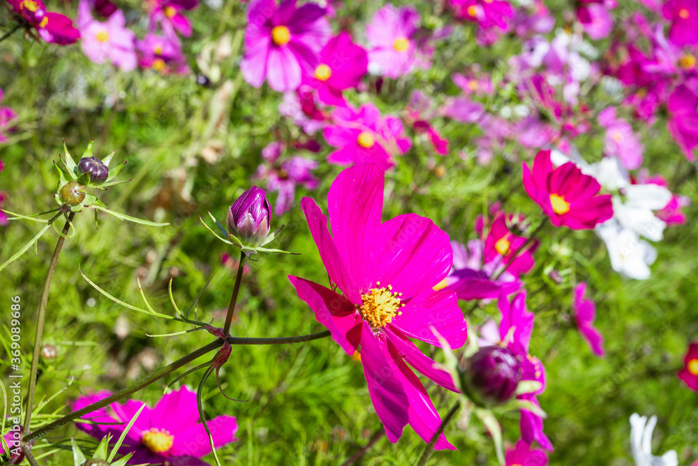 Summer Flowers Summer Flowers