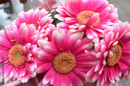 Detail of pink Bouquet gerber daisy flowers on a white empty copy space background