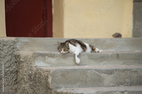 Homeless cat lies on the steps of the building.