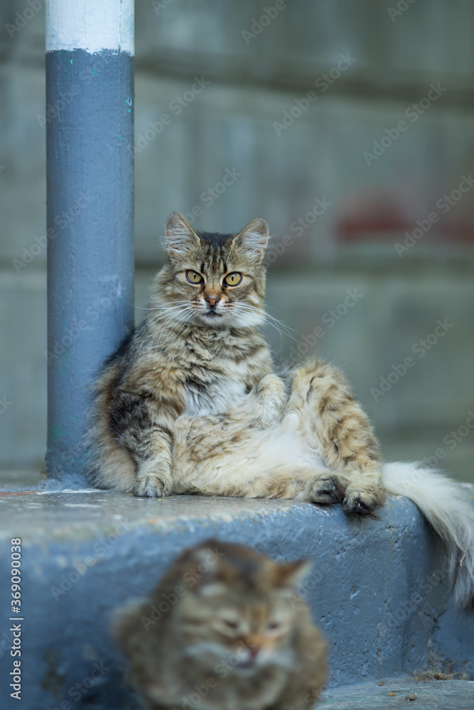 Naklejka premium Homeless cat lies on the steps of the building.