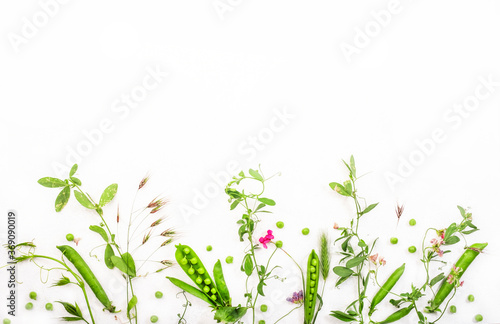 Various wild meadow green herbs on white background top view  flat lay  banner. Border of bright meadow herbs and flowers