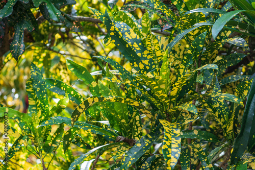 Foto Garden croton  Eleanor Roosevelt (Codiaeum variegatum) - Davie, Florida, USA