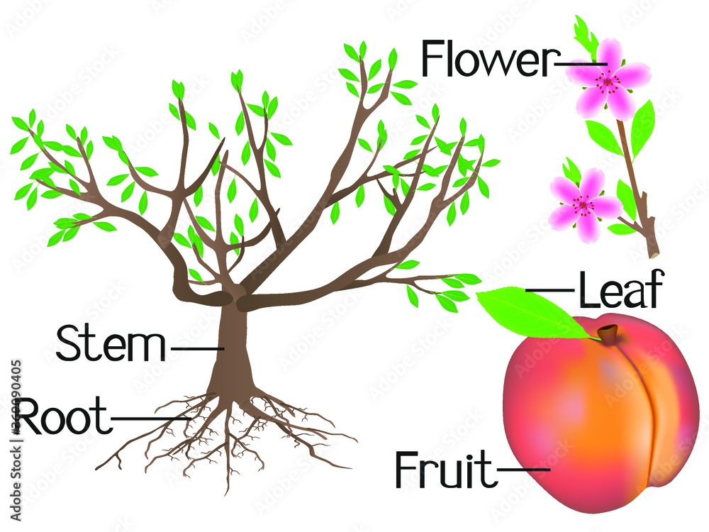 Obraz premium The illustration shows part of the peach plants.