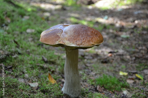  mushroom boletus on a thick leg in a pine forest