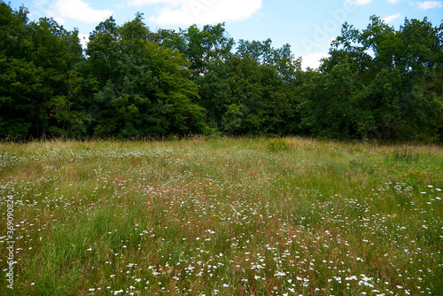 the edge of the forest with white flowers