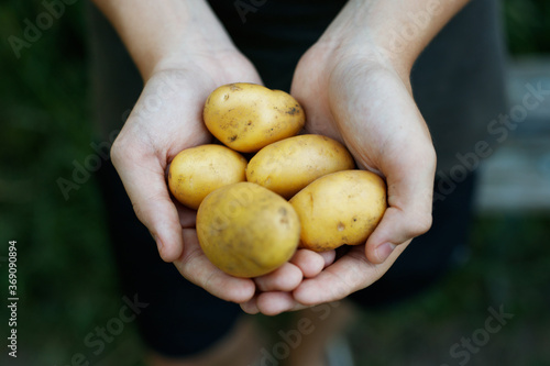 Fresh potatoes in farmer's hands. Handful of potatoes in the hands. Gardening season. Organic vegetables.