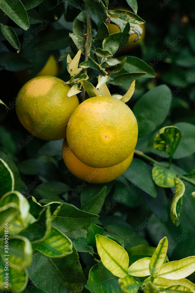 Mandarins growing on twigs Mandarins growing on twigs