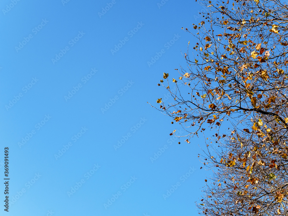Red maple leaves against a dull blue sky, looking up. Autumn concept. Ideas for a screensaver or autumn background. Autumn frame