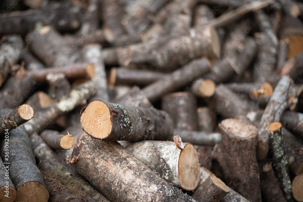 Fototapeta premium Burnable. Oak, chestnut tree and eucalyptus logs mixed over a meadow. Home heating supplies.