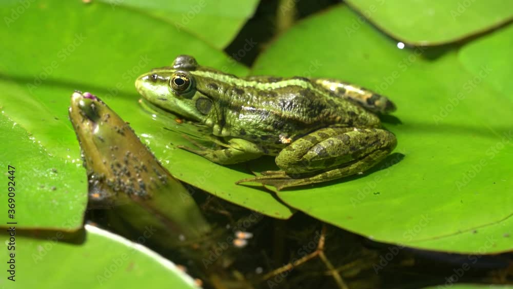 A green water frog sunbathing on a water lily pad
A green water frog sunbathing on a water lily pad