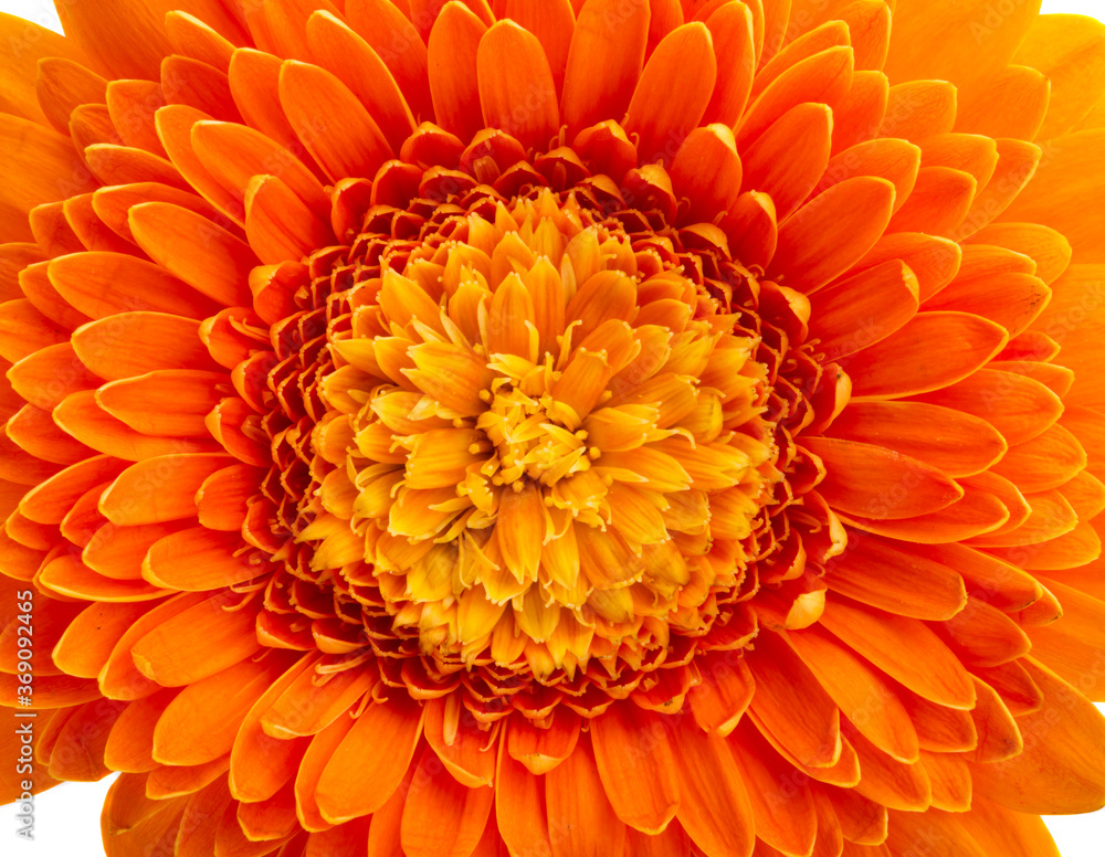 gerbera isolated gerbera isolated