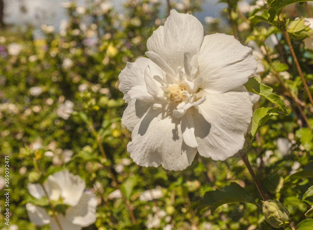 White double Hibiscus syriacus in the garden. White double Hibiscus syriacus in the garden.