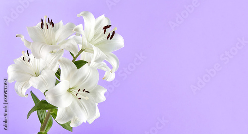 Lovely white water lily on a lilac background