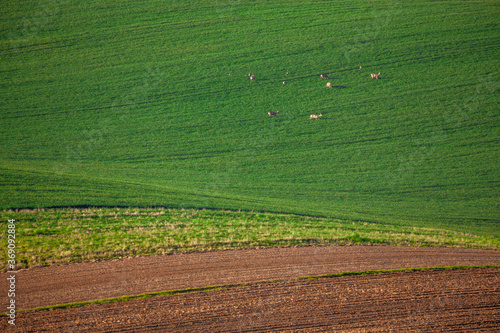 Running roe deers on canola lands. photo