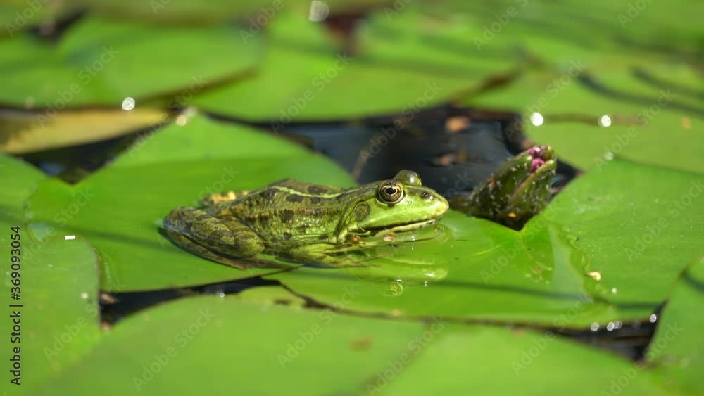 A green water frog sunbathing on a water lily pad A green water frog sunbathing on a water lily pad