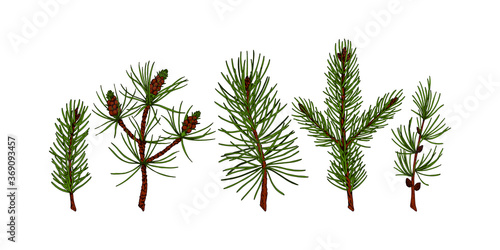 Set of hand drawn evergreen plants in colored sketch style isolated on white background. Vector illustration of pine, fir tree, larch, Christmas tree branches. Christmas and New Year decor element