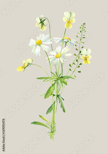 Bouquet of watercolor wild violets and daisies . For congratulations, invitations, weddings, birthday, anniversary 