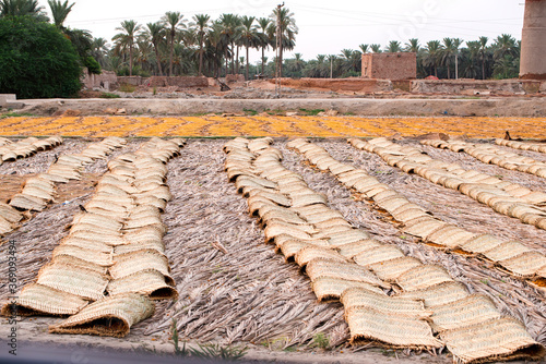 Date Plantation, Khairpur Sindh photo