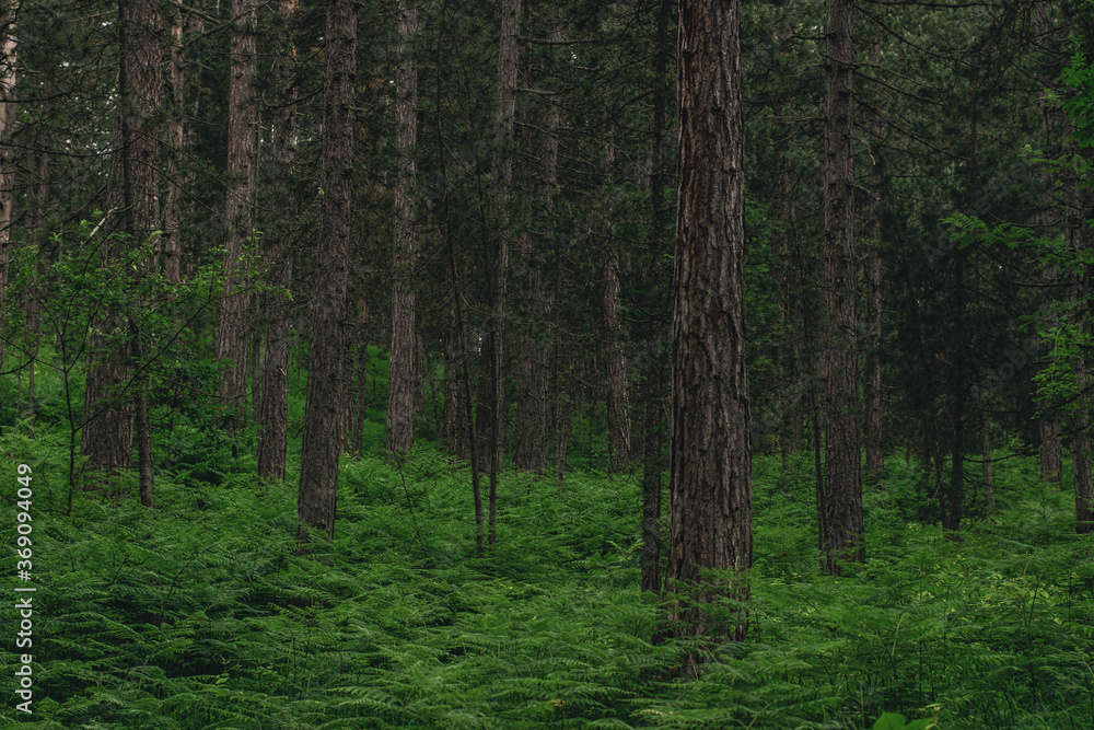 Obraz premium trees in a forest