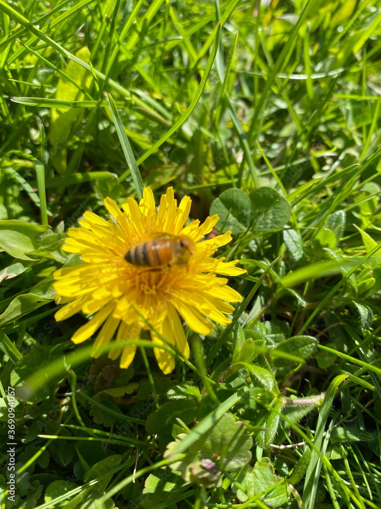 Dandelion Bee