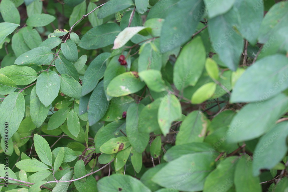 green leaves on a tree