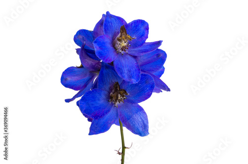 blue delphinium isolated