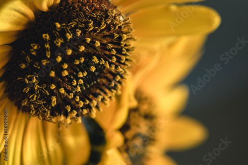 The Sunflower closeup