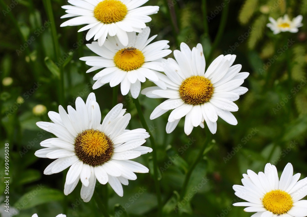 Obraz premium Some white and yellow daisies in the garden.