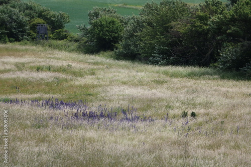 Wild Echium vulgare blooming in Holmh  llars raukf  lt at Gotland island  Sweden