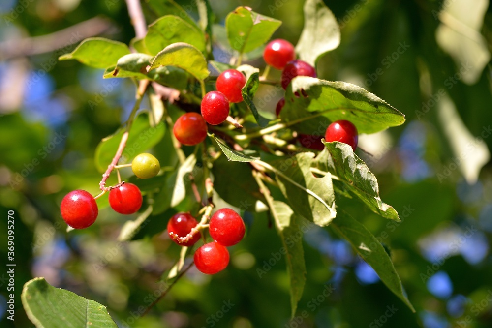 Wild red cherry, berry picking in the forest.