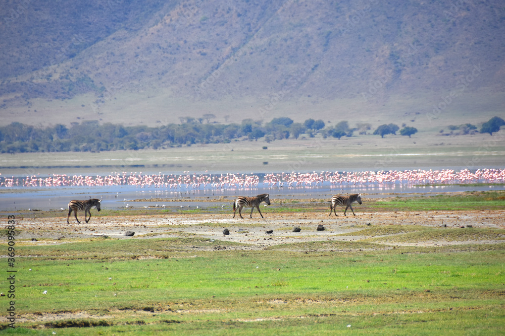Three zebras walking on the edge of a lake full of flamingos