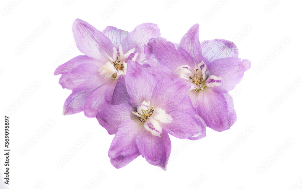 Fototapeta premium delphinium flower isolated
