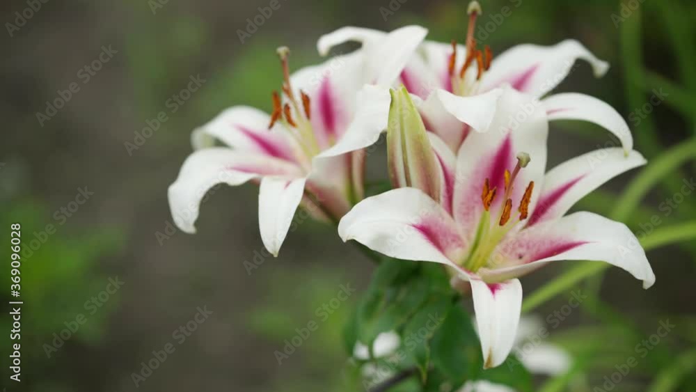 Blooming pink lilium in garden, close-up, low shallow focus Blooming pink lilium in garden, close-up, low shallow focus