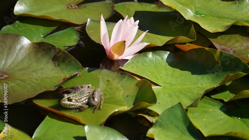 Żaba śmieszka na liściach lilii wodnych