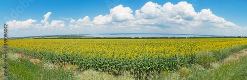 Panoramic view of huge field sunflowers