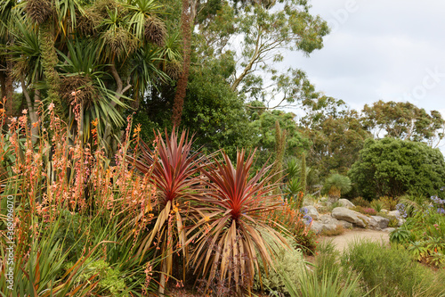 Lush exotic garden in summer