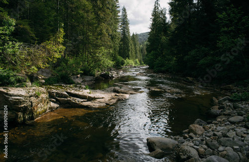 Mountain river flowing through pine tree forest photo